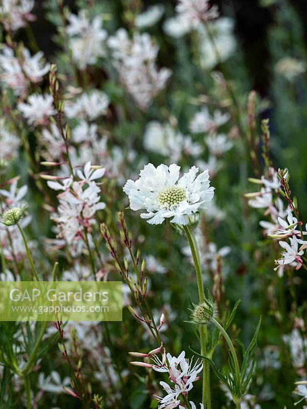 Scabiosa caucasica 'Perfection White' and Gaura lindheimeri 'Summer Breeze' - Pincushion flower - June