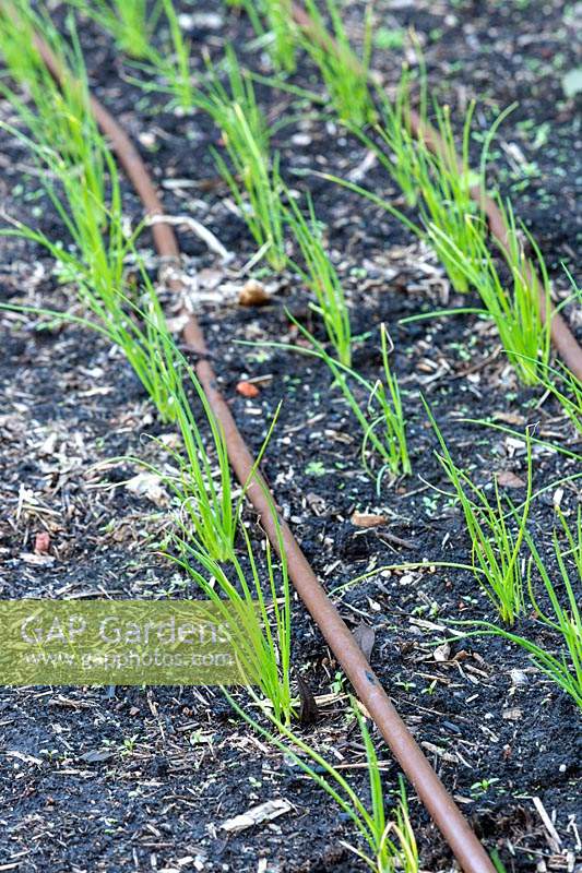 Onion seedlings planted in rows in a vegetable garden with drip irrigation.