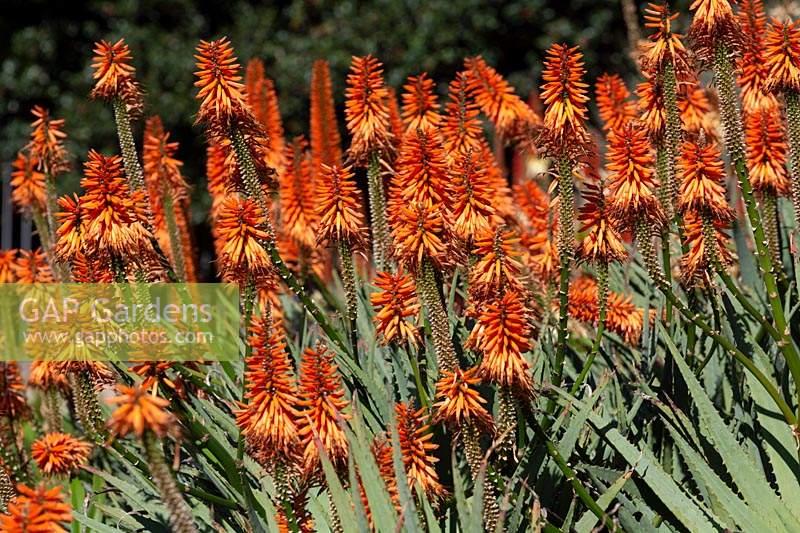 Aloe 'Eager Beaver' with bright orange flowers.
