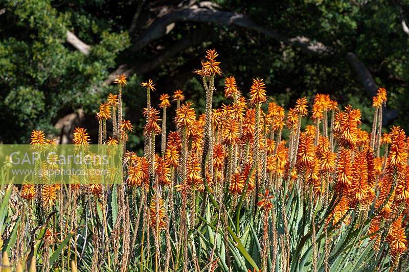 Aloe 'Eager Beaver', with bright orange flowers.