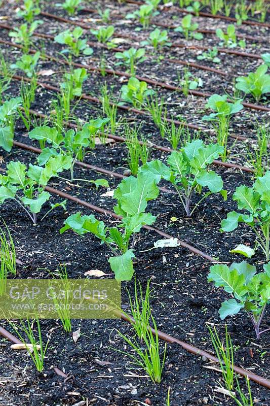 Kale and Onion seedlings planted in rows in a vegetable garden with drip irrigation.