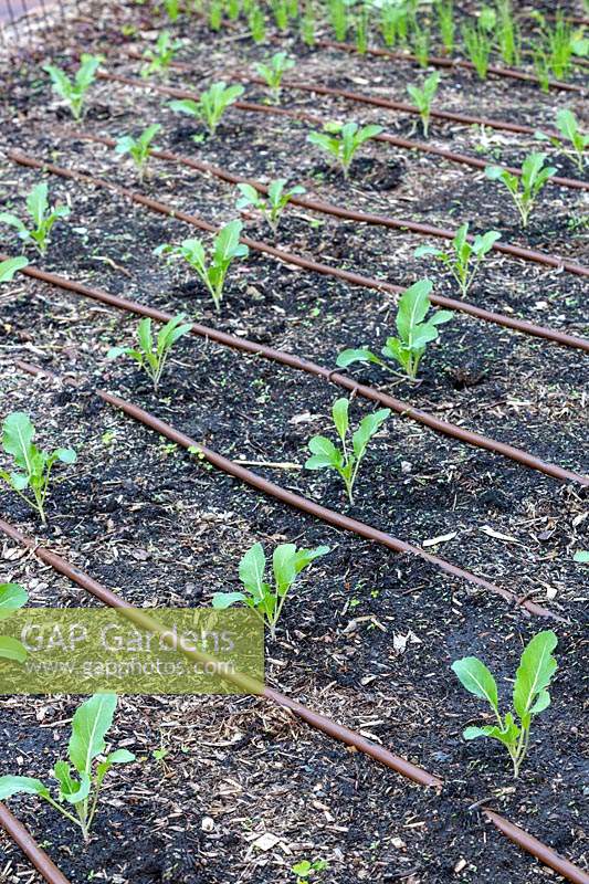 Kale, seedlings planted in rows in a vegetable garden with drip irrigation.