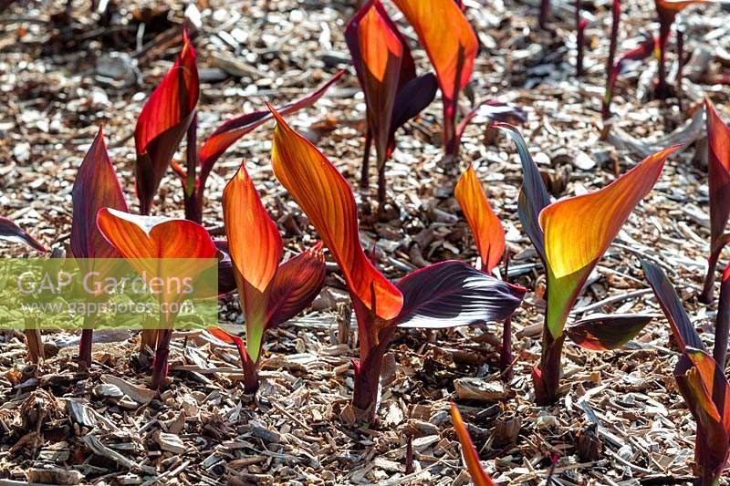 Canna Indica - New shoots of a coloured leaf cultivar of Canna Lily, growing in a bark mulched garden.