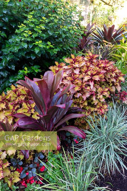Colourful tropical style garden featuring, Coleus, Palm Lily, Variegated Liriope and  Alcantarea 'Silver Plum'.