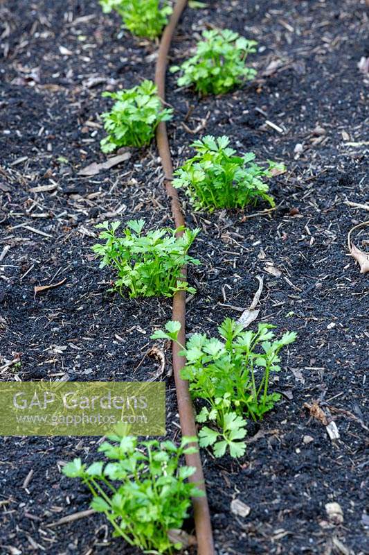 Petroselinum crispum - Flat leaf Parsley seedlings planted in rows with drip irrigation.