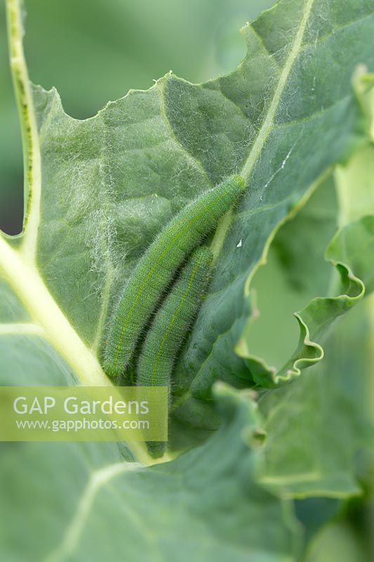 Pieris rapae - Close up of two caterpillars of the Small Cabbage White Butterfly, on a cabbage leaf.