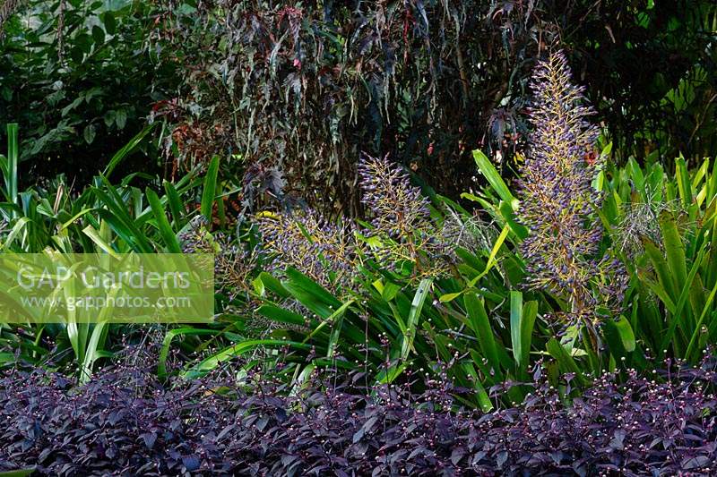 Portea, Alternanthera and Acalypha. in a purple and green themed garden 