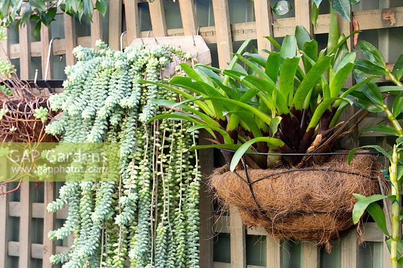 A Donkey's Tail and a Bromeliad growing in a half baskets attached to a timber lattice screen.