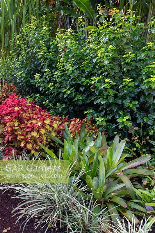 Detail of a colourful tropical garden featuring, Liriope, Bromeliads, Coleus and Hibiscus.