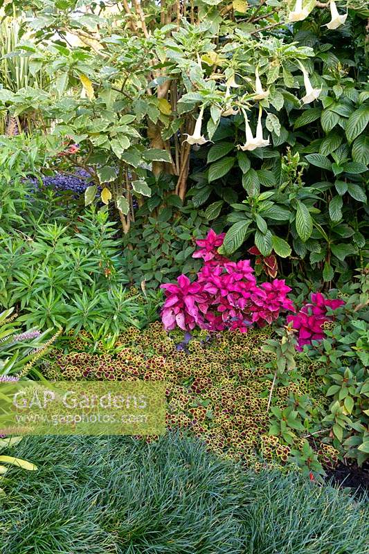 A colourful tropical style garden border 