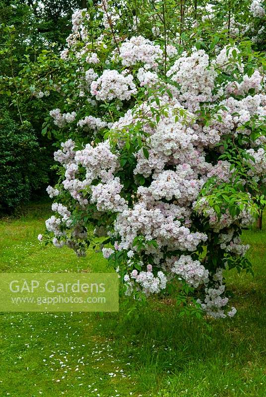 Rosa 'Little Rambler' growing through Apple tree - Open Gardens Day, Cratfield, Suffolk