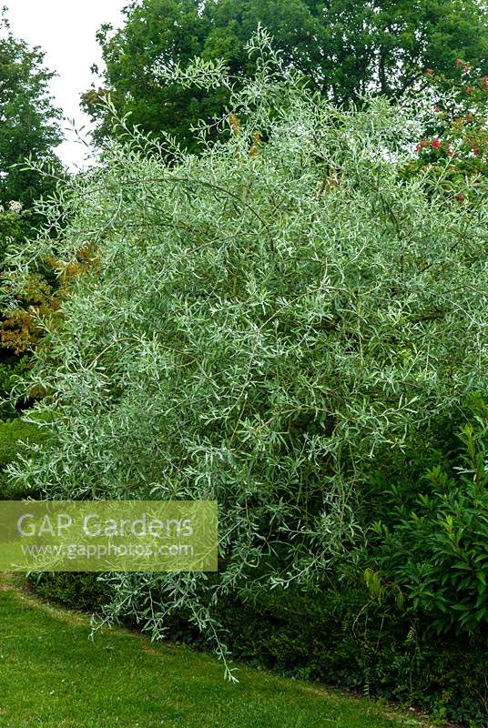 Pyrus salicifolia Pendula, common name Weeping Pear Tree, growing in border - Open Gardens Day, Cratfield, Suffolk