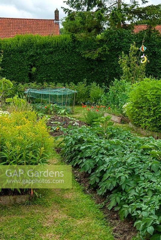 Vegetable and flower beds with Solidago, commom name Goldenrod and Potatoes in foreground - Open Gardens Day, Cratfield, Suffolk