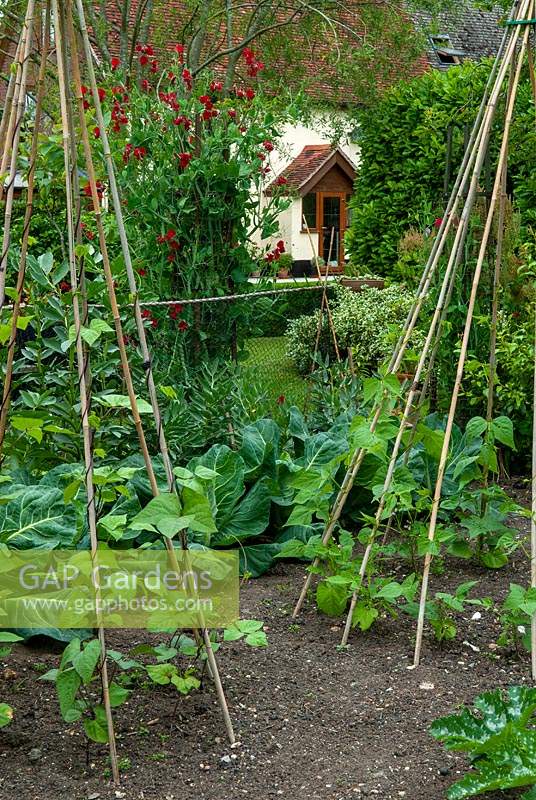 Runner Beans on cane wigwams, Cabbages, Broad Beans and Sweet Peas in vegetable plot - Open Gardens Day, Cratfield, Suffolk