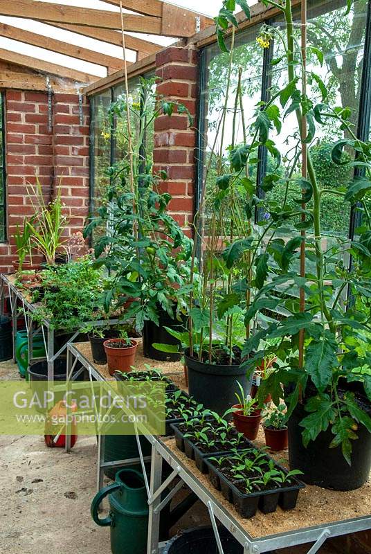 Pots of Tomato plants and Runner Beans, trays of seedlings and other established plants on benches in spacious greenhouse - Open Gardens Day, Cratfield, Suffolk