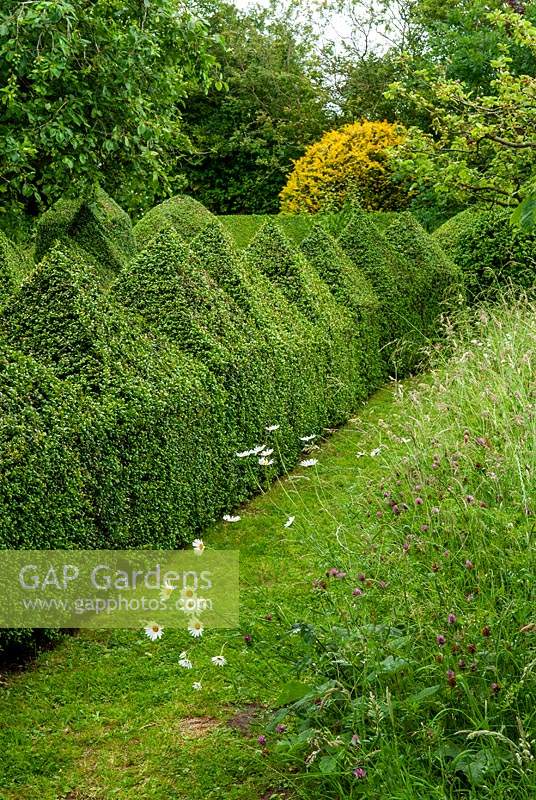 Buxus, Box, hedging clipped in decorative style, with path and wildflower area alongside - Open Gardens Day, Cratfield, Suffolk