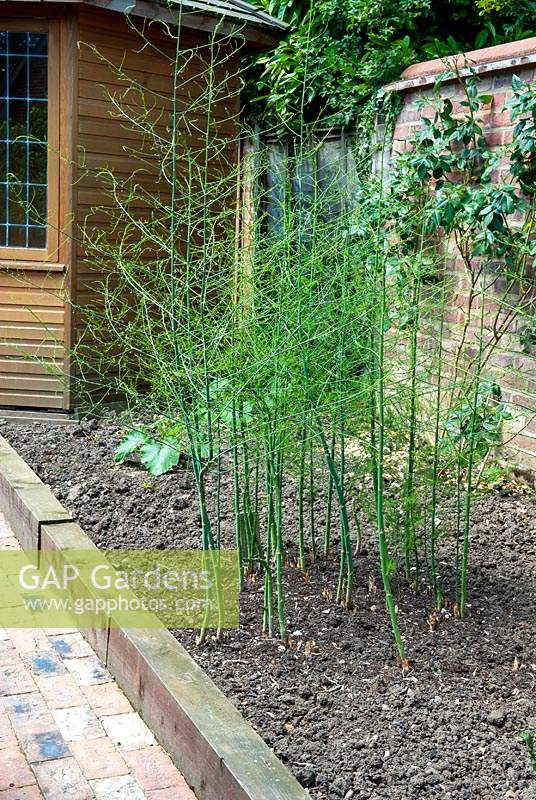 Asparagus in new border - Open Gardens Day, Laxfield, Suffolk