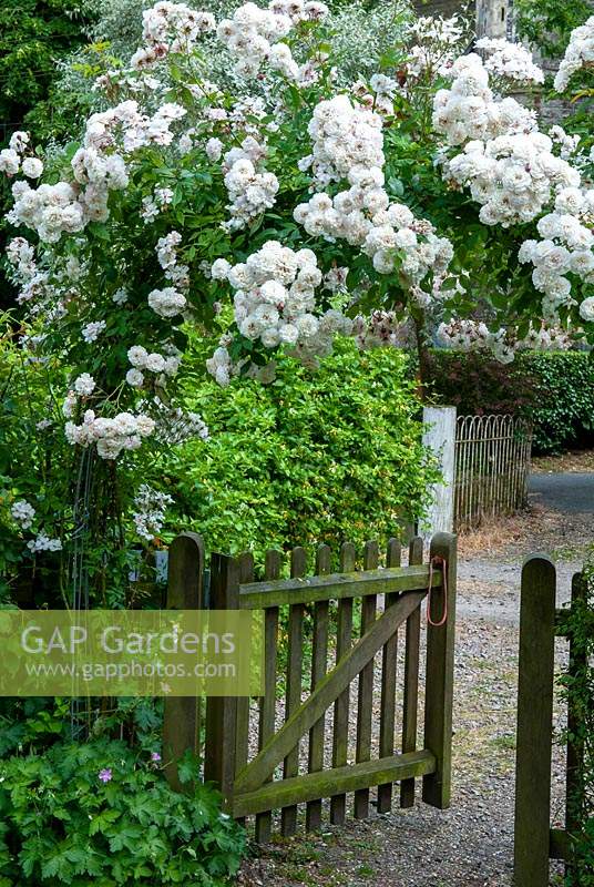 White rambling Rose on arch above garden gate - Open Gardens Day, Laxfield, Suffolk