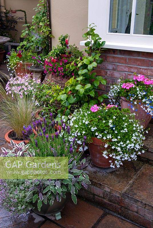 Assorted containers of bedding plants and herbs on steps - Open Gardens Day, Haughley, Suffolk