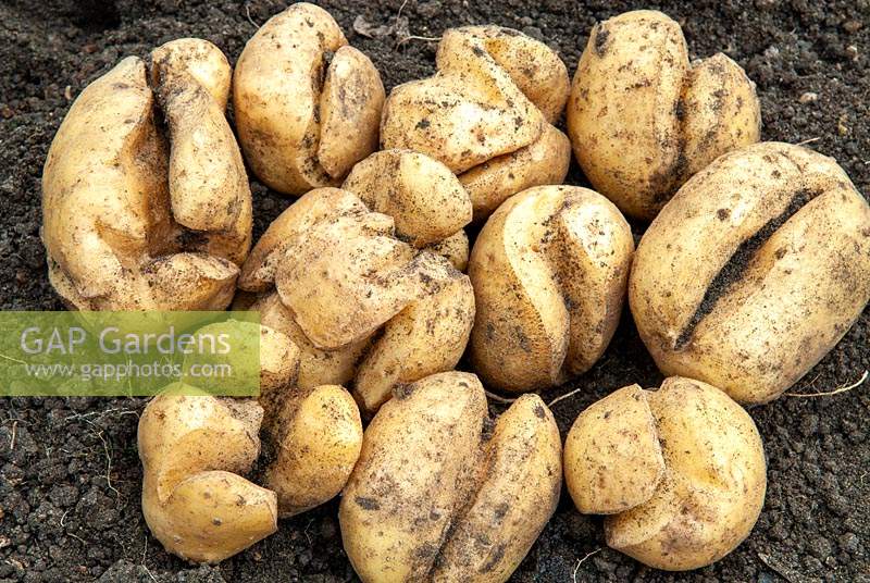 Growth cracks in Potatoes, caused by fluctuating environmental conditions such as uneven soil moisture, soil and air temperature and rapid water uptake and tuber growth.