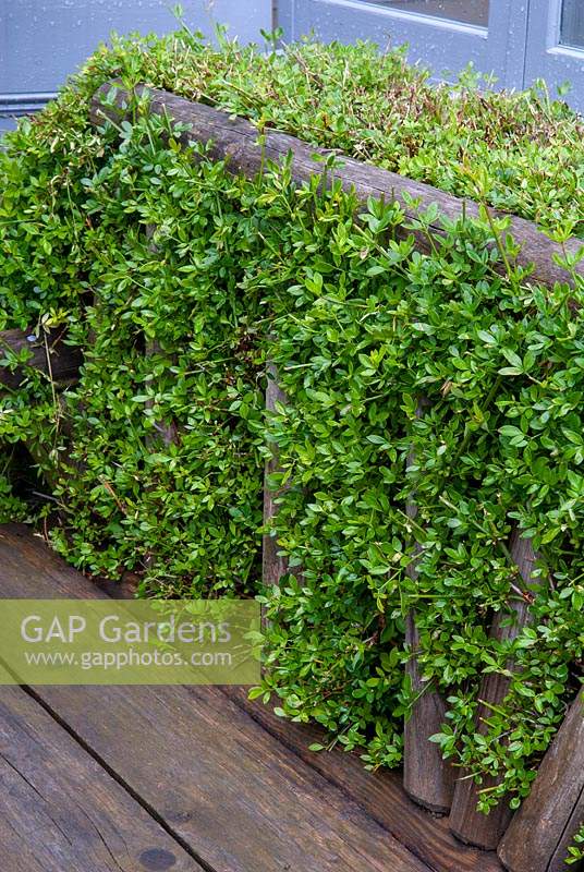 Clipped Jasminum nudiflorum, Winter Jasmine, growing through back of garden seat - Open Gardens Day, Yoxford, Suffolk