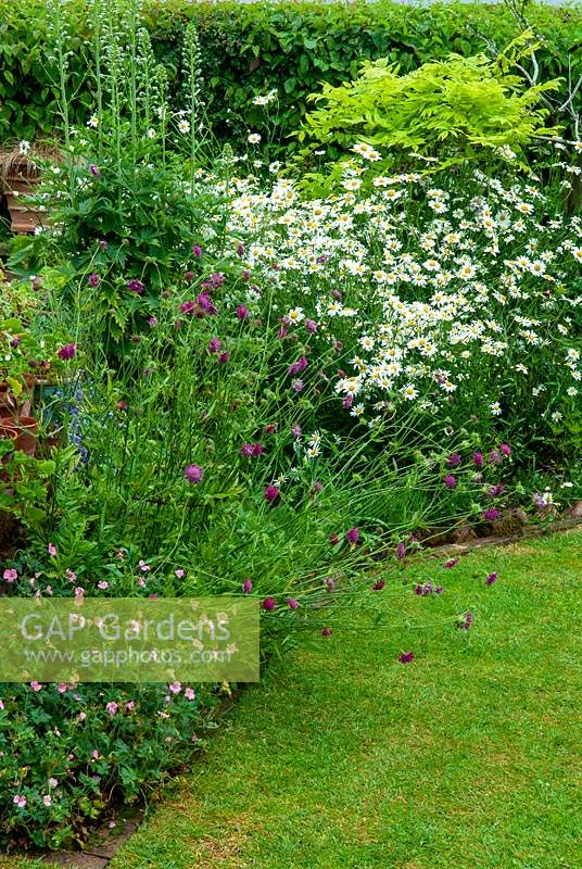 Border of perennials including Hardy Geraniums, Scabiosa, Scabious, Leucanthemum vulgare, Marguerites and Delphimiums - Open Gardens Day, Mellis, Suffolk