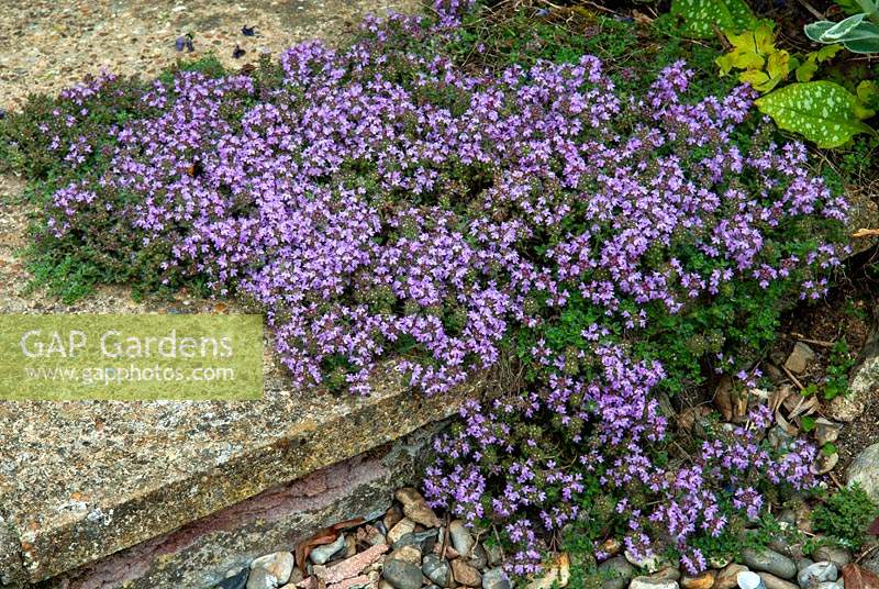 Thymus - Thyme - on step  - Open Gardens Day, Drinkstone, Suffolk