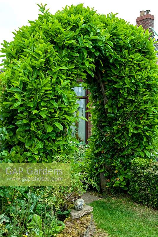 Prunus laurocerasus - Common Laurel or Cherry Laurel bushes grown to form an arch - Open Gardens Day, Drinkstone, Suffolk 