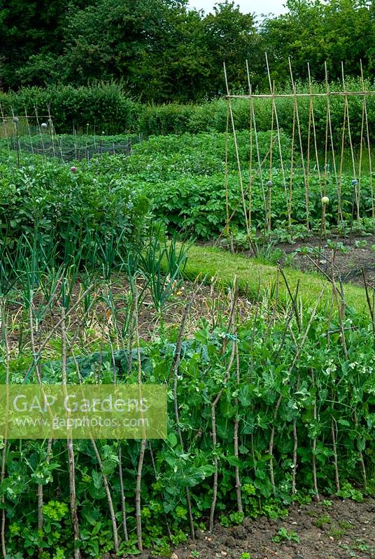 Well-managed allotment beds of vegetables - Open Gardens Day, Drinkstone, Suffolk
