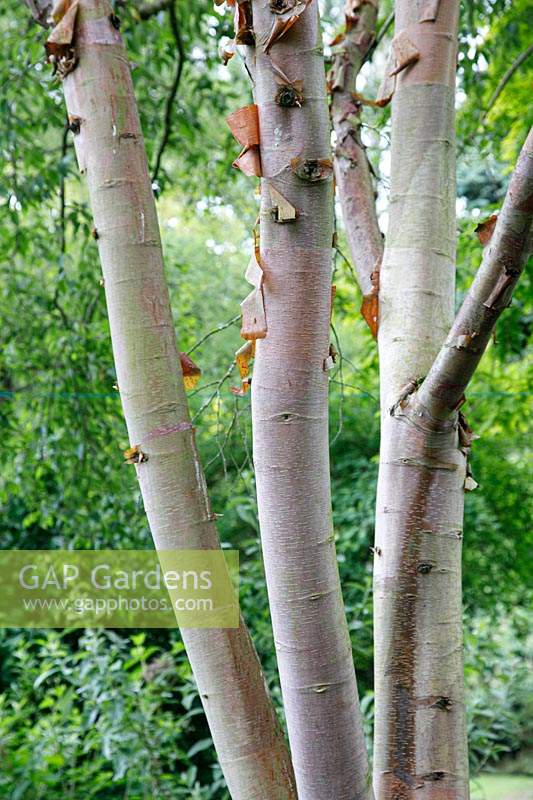 Betula utilis subsp. albosinensis 'Chinese Garden' - Chinese Silver Birch - multi-stemmed trunk with peeling bark