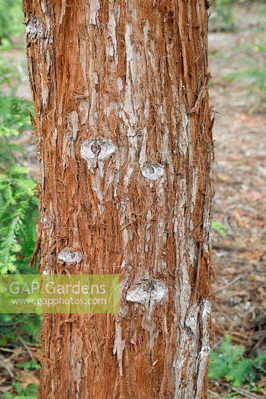 Sequoia sempervirens - Redwood - detail of bark on trunk