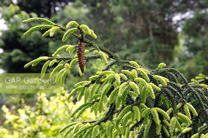 Picea orientalis 'Aureospicata' - Golden Oriental Spruce - with cone
