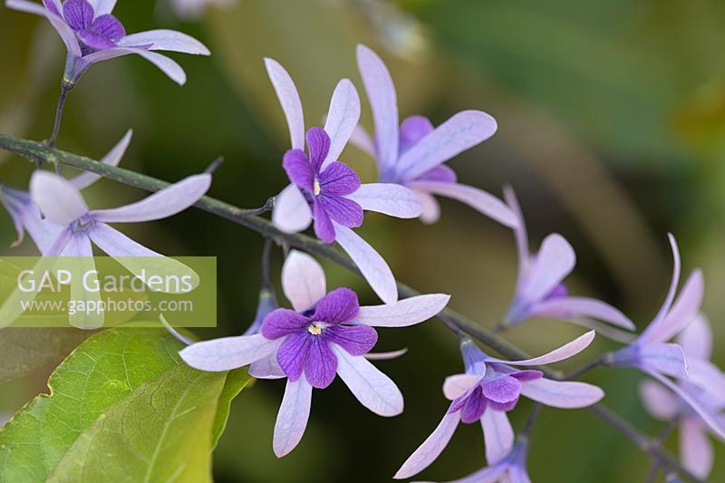 Petrea volubis - Purple Wreath, Queen's Wreath or Sandpaper Vine