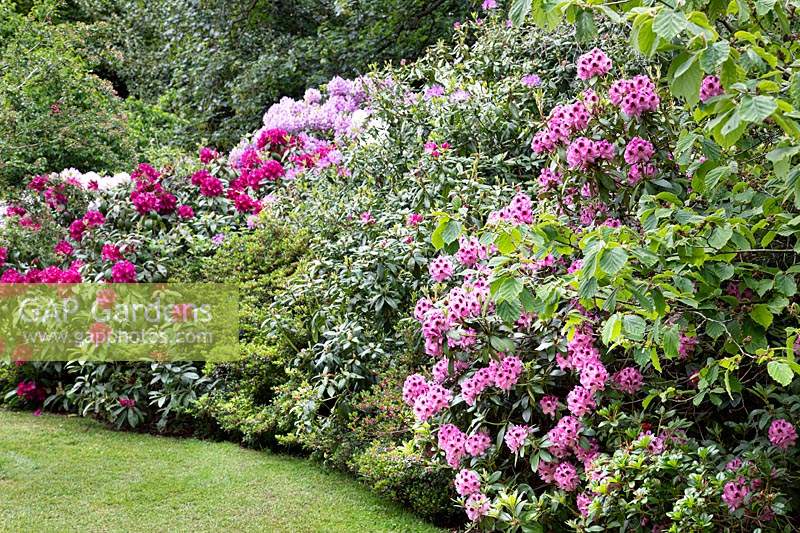 Rhododendron in a shrub border