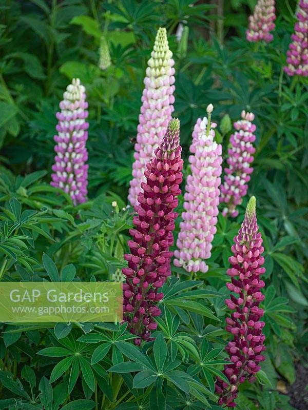 Lupinus 'Russell mix' flowering in late May 