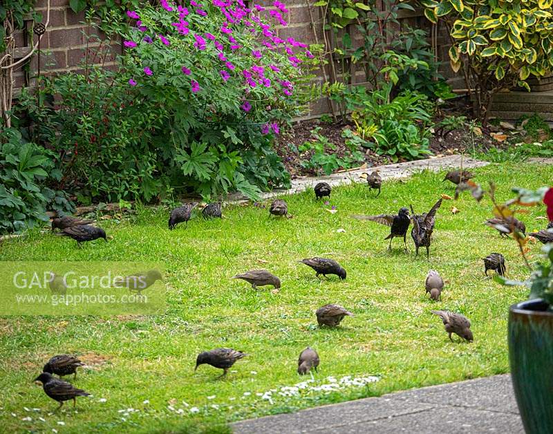 Sturnus vulgaris - Starling family visiting the garden. 