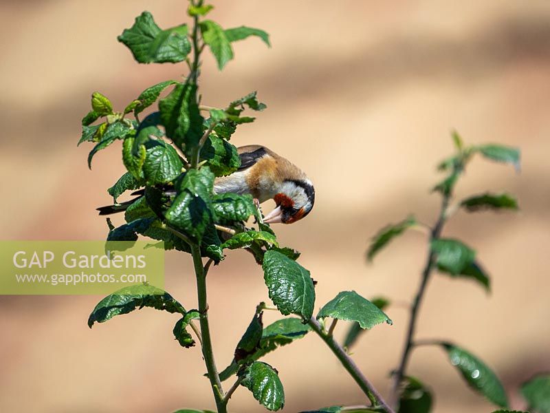 Carduelis carduelis - Goldfinch feeding on aphid infestation of plum tree.  