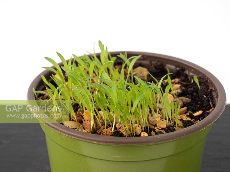 Panicum seedlings - grass 