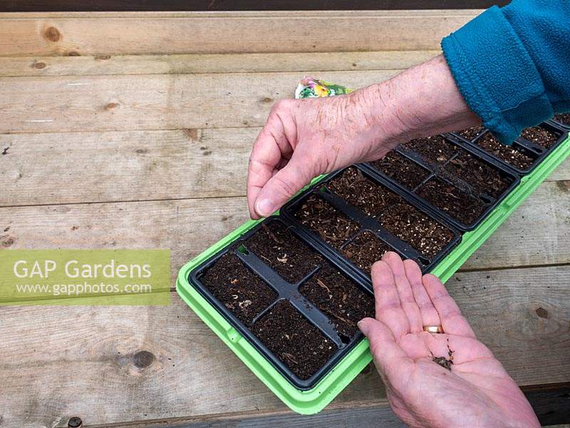 Sowing Calendula seeds in trays, April 