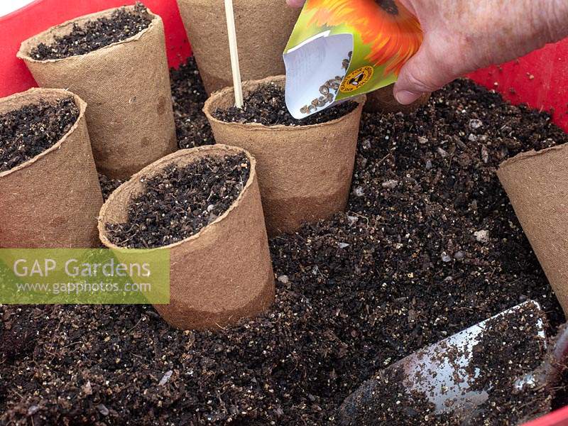 Person sowing Calendula - Marigolds 
