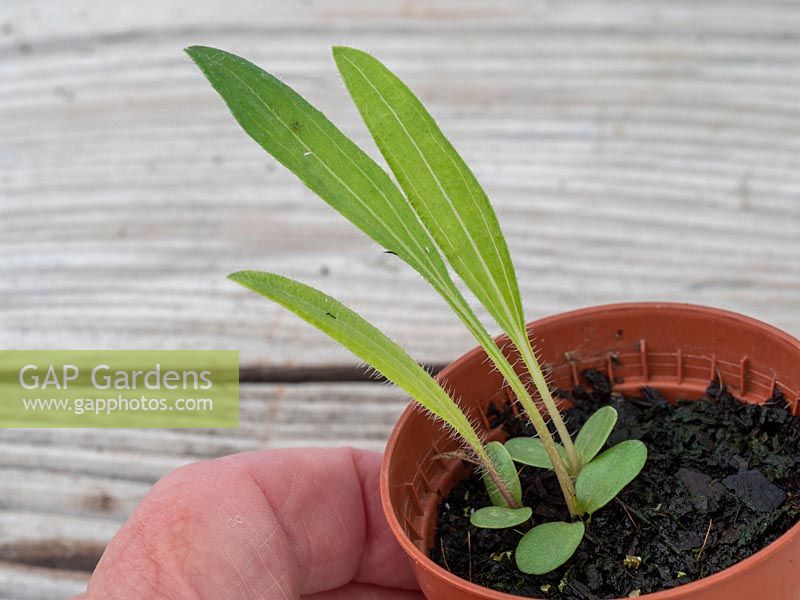 Echinacea pallida seedlings 