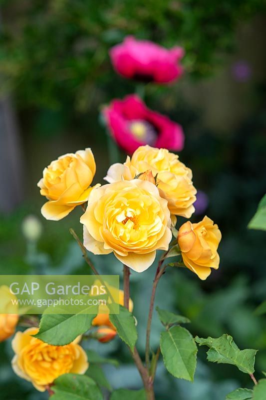Rosa 'Graham Thomas' - English shrub rose