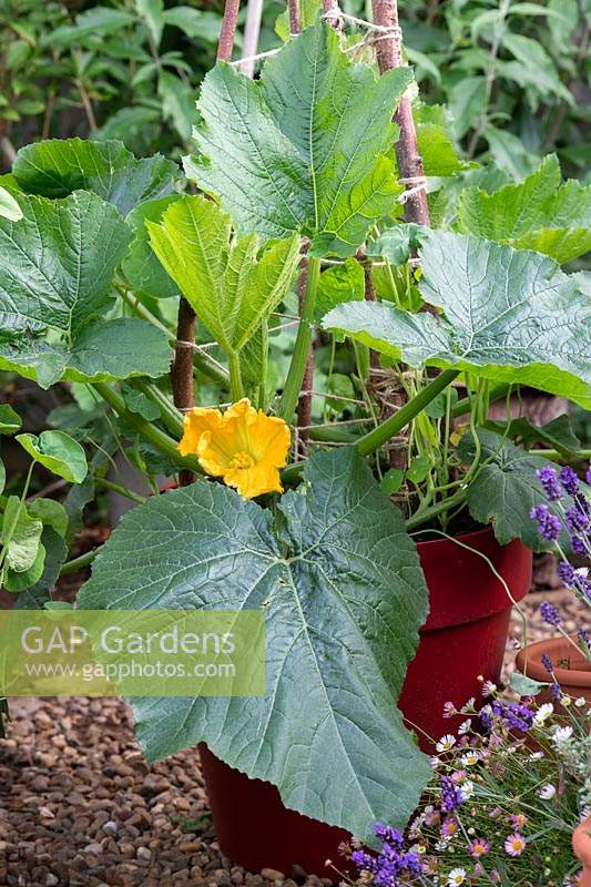 Cucurbita pepo - Climbing Courgette 'Black forest' in a large pot with a garden twine support. 