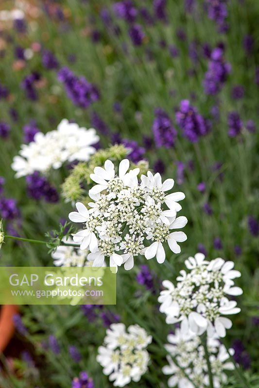 Orlaya grandiflora and Lavandula angustifolia 'Hidcote' - White laceflower and  Lavender 'Hidcote'