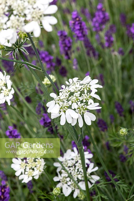 Orlaya grandiflora and Lavandula angustifolia 'Hidcote' - White laceflower and Lavender 'Hidcote'