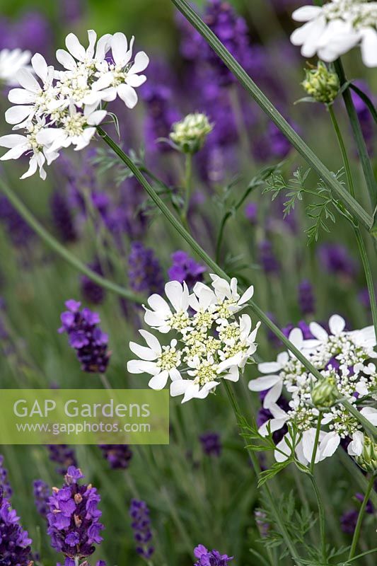 Orlaya grandiflora and Lavandula angustifolia 'Hidcote' - White laceflower and Lavender 'Hidcote'
