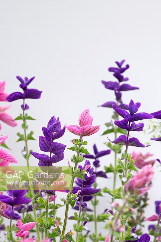 Salvia viridis rosea - Annual clary sage - Painted sage