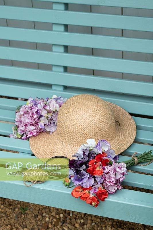 Lathyrus odoratus - Bunch of cut sweet pea flowers and sun hat on a garden seat.
