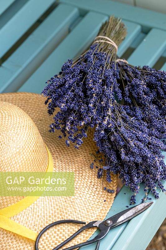 Lavandula - Bunches of dried lavender on a garden seat. 