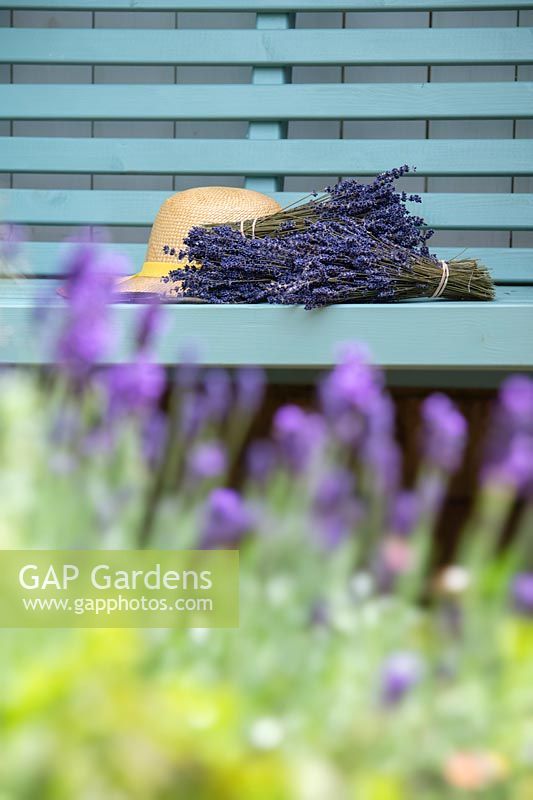 Lavandula - Bunches of dried lavender on a garden seat.